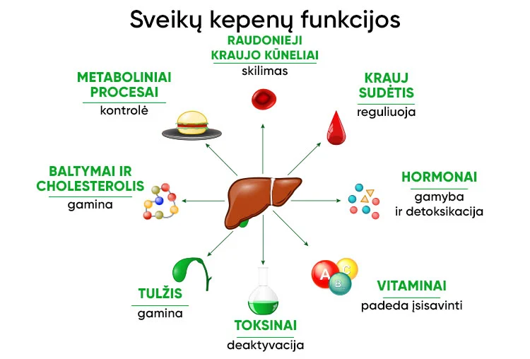 functions-of-the-liver__2_.webp
